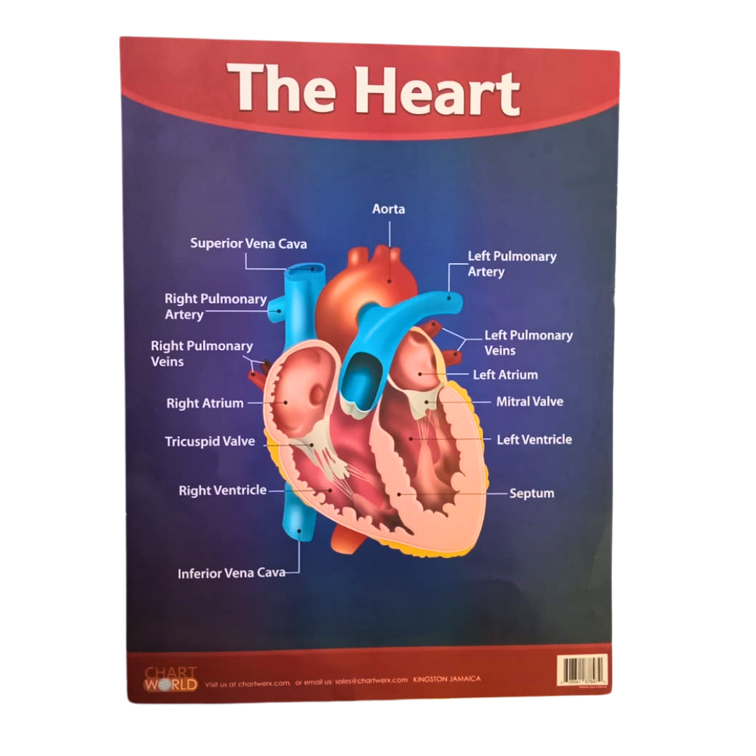 C WORLD CHART: THE HEART