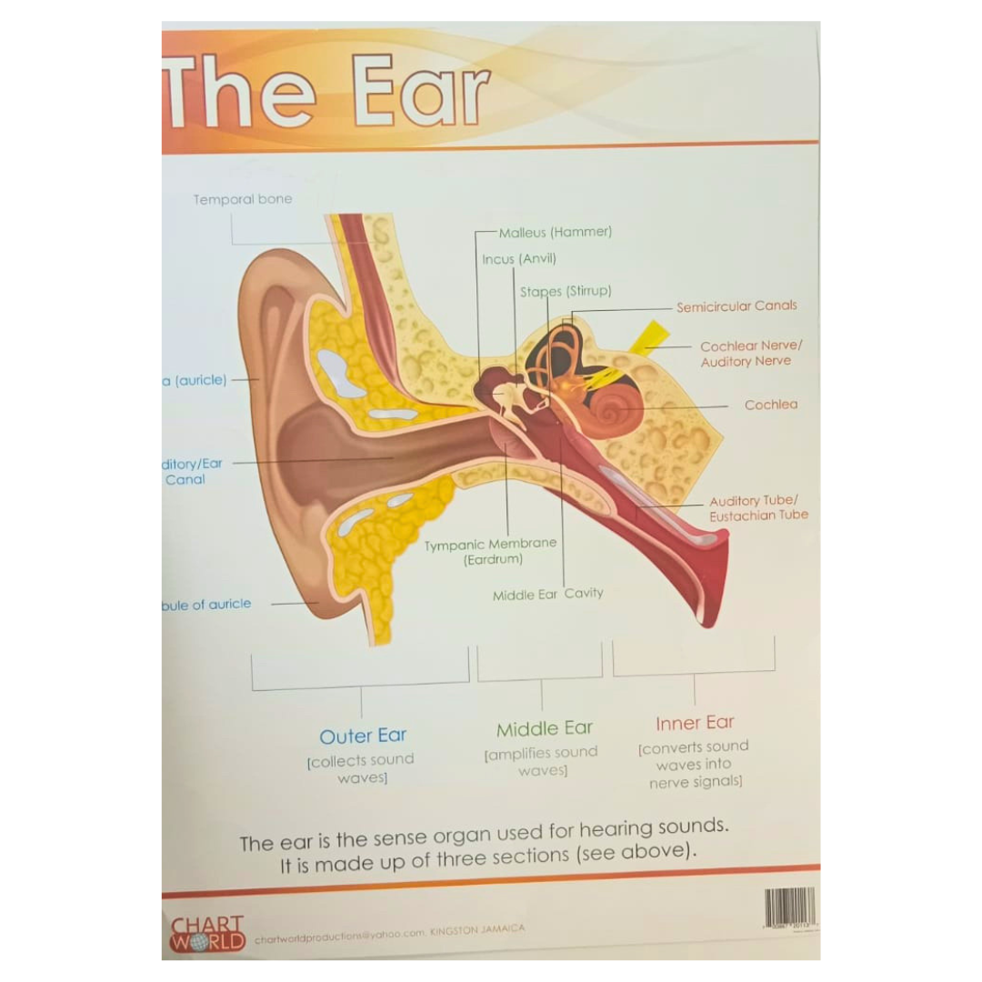 C WORLD CHART: THE EAR