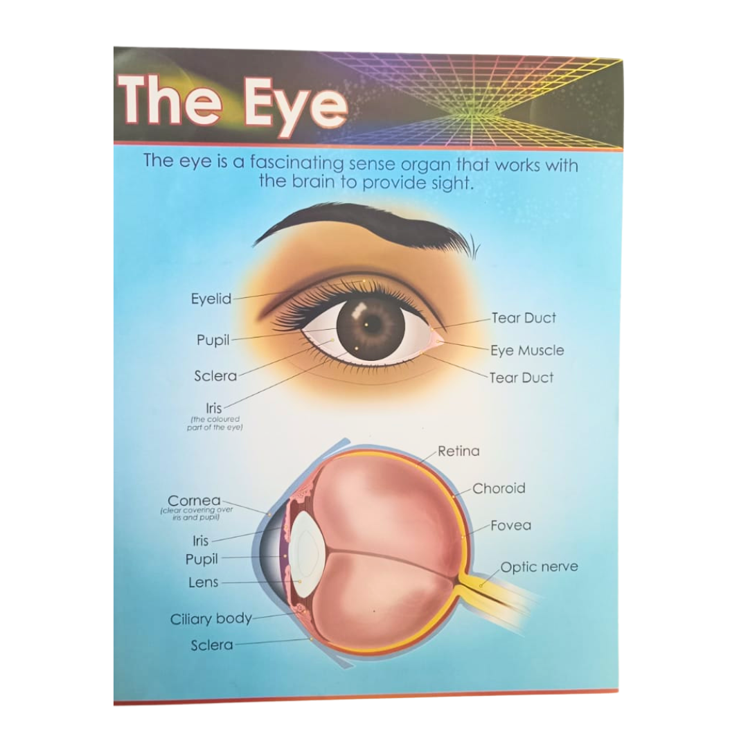 C WORLD CHART: THE EYE